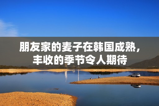 朋友家的麦子在韩国成熟，丰收的季节令人期待