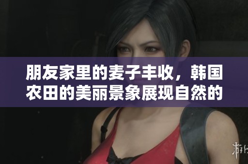 朋友家里的麦子丰收，韩国农田的美丽景象展现自然的馈赠